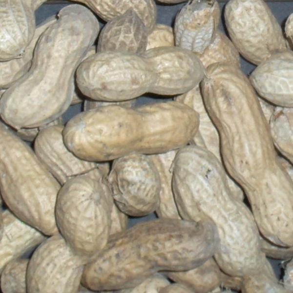Graines d'Arachis hypogaea - Cacahuète - Boutique Végétale