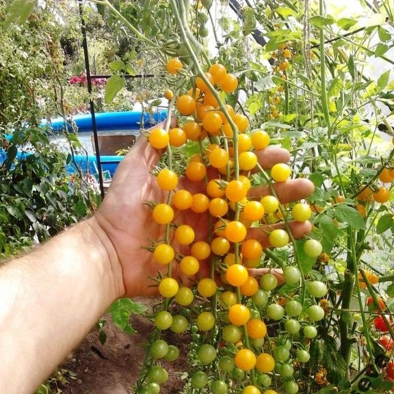 Nos graines potagères de tomate Petit Moineau bio - La Bonne Graine