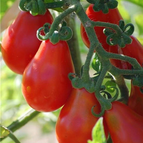 Graines de Tomate Cerise Rouge à semer