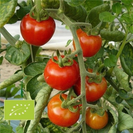 graines tomate cerise 'Sauvage du Mexique