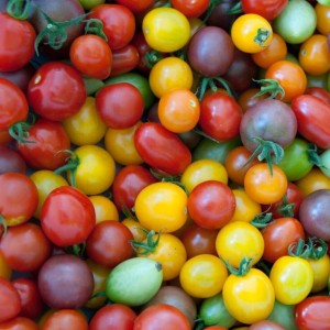 graines tomates cerises - centiflore noire (tomate cerise)