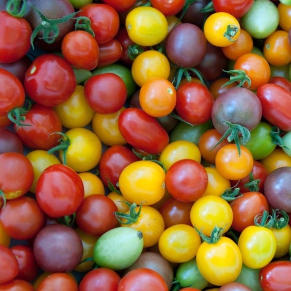 graines tomate cerise 'Sauvage du Mexique