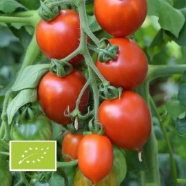 Graines Tomate Reine des Hâtives Bio - La semence bio - Terre Vivante