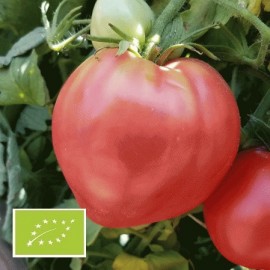 Coeur de Boeuf Tomate - graines non traitées