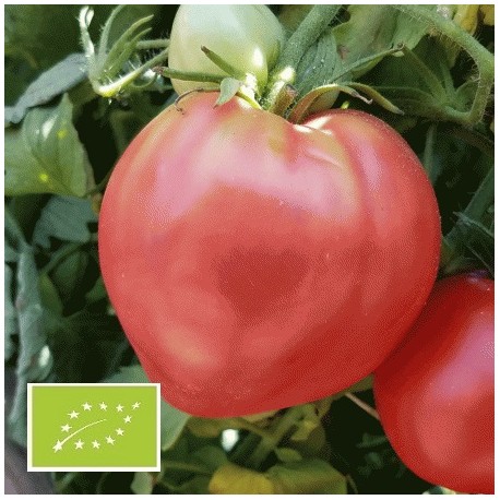 Acheter Tomate Coeur de Boeuf? Commander des graines sur