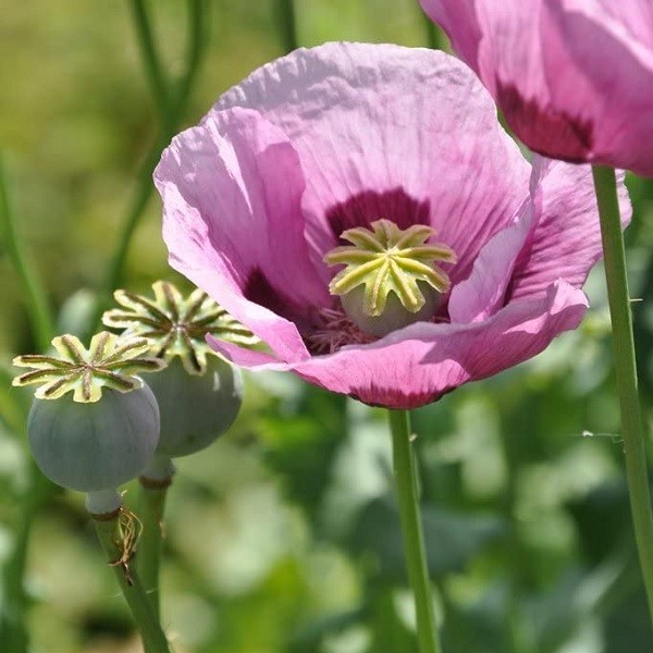 Quels sont les effets du pavot à opium ?