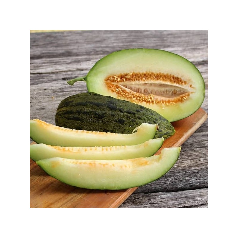 Melon vert (type espagnol) - Horticulteur