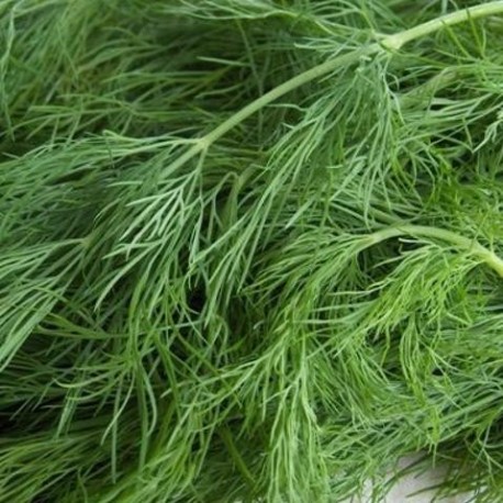 Aneth, une herbe aromatique