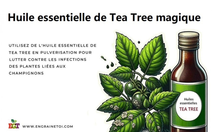 Huiles essentielles de Tea Tree comme répulsif